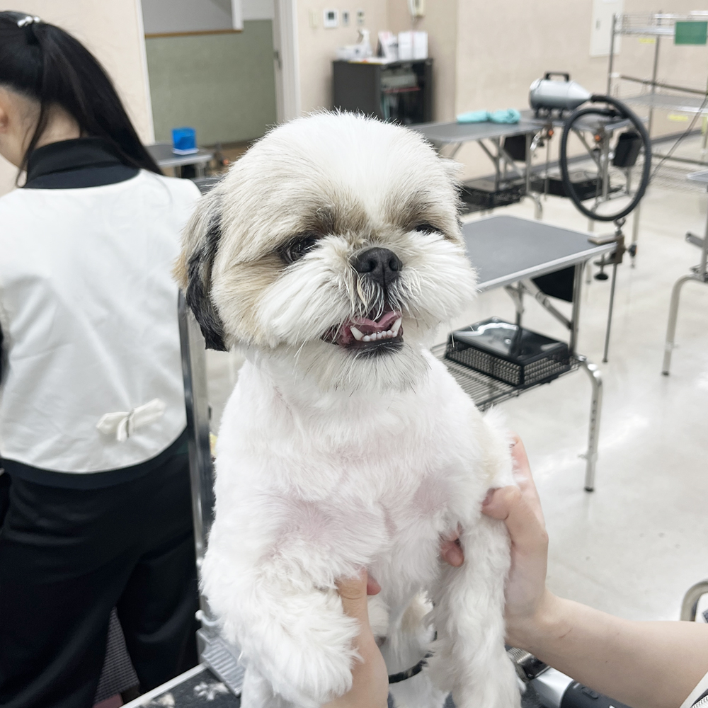 ２年生はお客様の愛犬をトリミング♪①